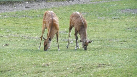 Wild animals in zoo Video stock 123259917
