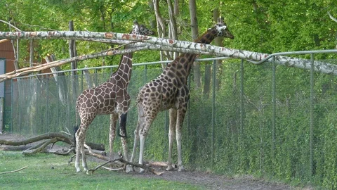 Wild animals in zoo Video stock 123259919