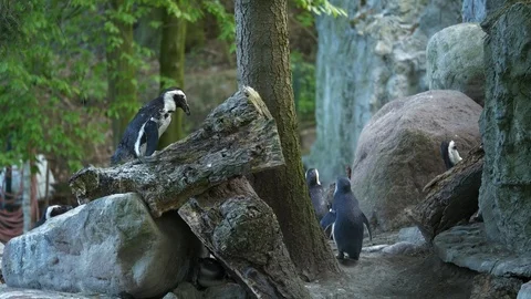 Wild animals in zoo Stock Footage 123259925