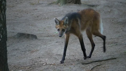 Wild animals in zoo Video stock 123259929