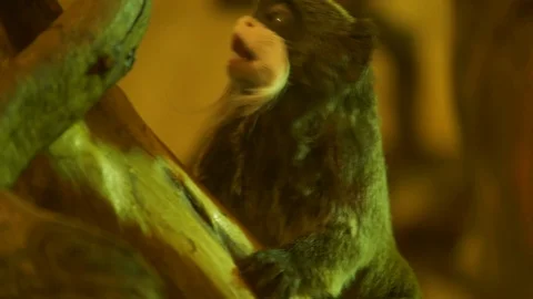 Wild animals in zoo Stock Footage 123259951