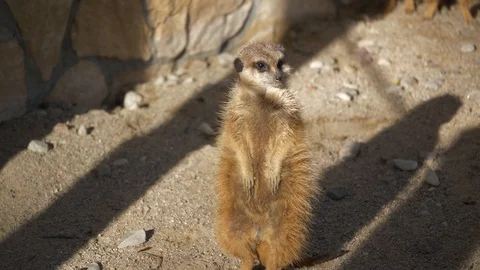 Wild animals in zoo Stock Footage 123259955