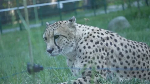Wild animals in zoo Stock Footage 123259970