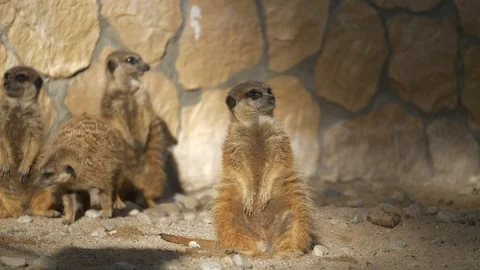 Wild animals in zoo Stock Footage 123259977