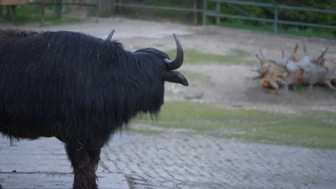 Wild animals in zoo Stock Footage 123260055