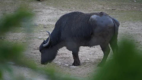 Wild animals in zoo Stock Footage 123260061