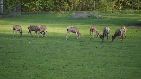 Wild animals in zoo Stock Footage 123260090