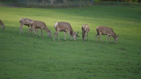 Wild animals in zoo Stock Footage 123260277
