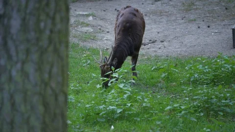 Wild animals in zoo Video stock 123260356