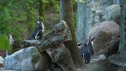 Wild animals in zoo Video stock 123260426