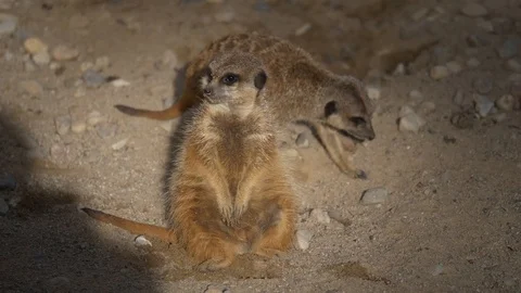 Wild animals in zoo Video stock 123260485