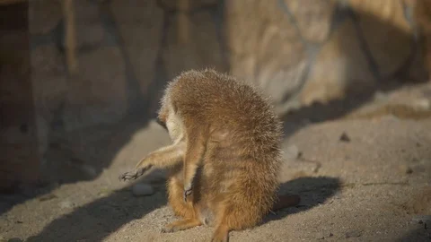 Wild animals in zoo Stock Footage 123260488