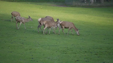 Wild animals in zoo Stock Footage 123442144