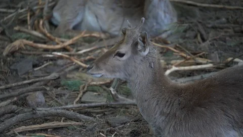 Wild animals in zoo Stock Footage 123442147