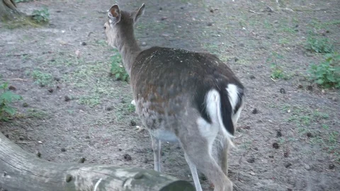 Wild animals in zoo Video stock 123442164