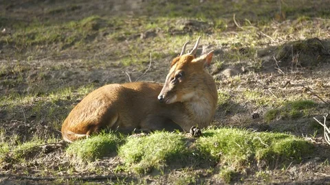 Wild animals in zoo Video stock 123442165