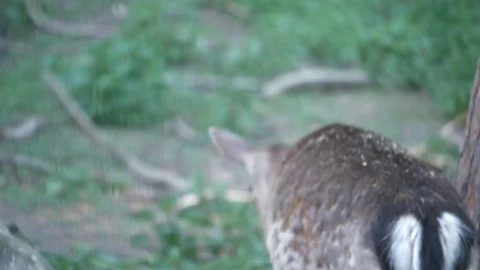 Wild animals in zoo Video stock 123442167