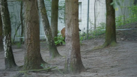 Wild animals in zoo Video stock 123442179