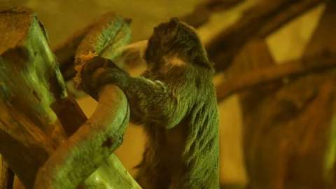 Wild animals in zoo Stock Footage 123442180