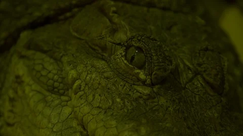 Wild animals in zoo Stock Footage 123442183