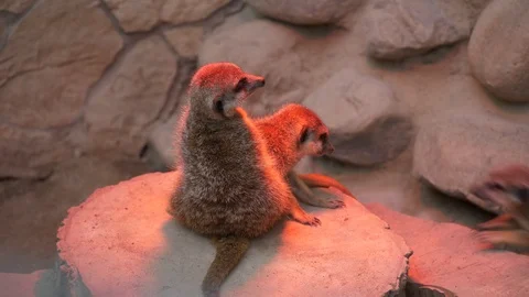 Wild animals in zoo Stock Footage 123442186