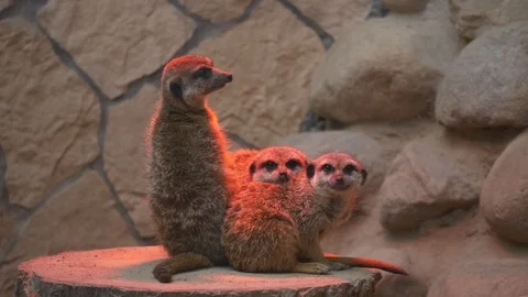 Wild animals in zoo Video stock 123442199