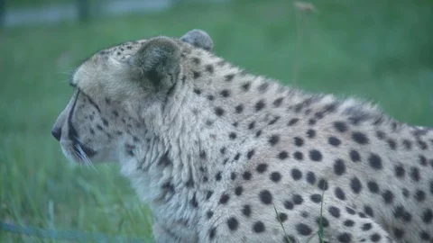 Wild animals in zoo Video stock 123442205