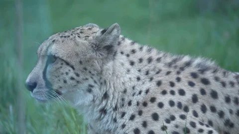 Wild animals in zoo Stock Footage 123442211