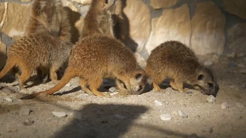 Wild animals in zoo Video stock 123442213
