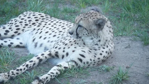 Wild animals in zoo Video stock 123442215