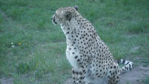 Wild animals in zoo Stock Footage 123442217