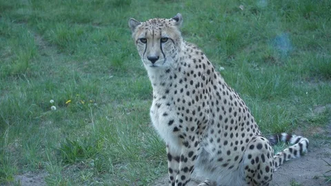 Wild animals in zoo Video stock 123442222