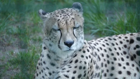 Wild animals in zoo Stock Footage 123442227