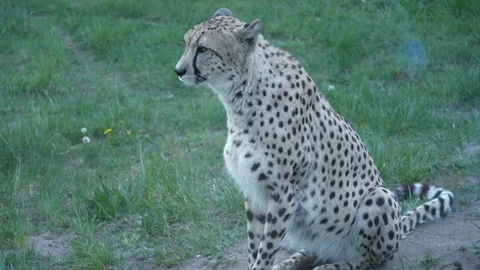Wild animals in zoo Stock Footage 123442228