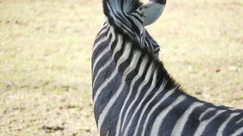 Wild animals in zoo Stock Footage 123442230
