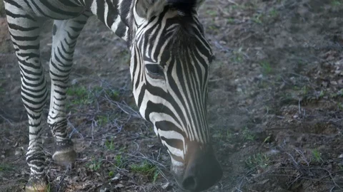 Wild animals in zoo Stock Footage 123442233