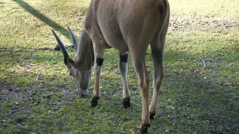 Wild animals in zoo Stock Footage 123442241
