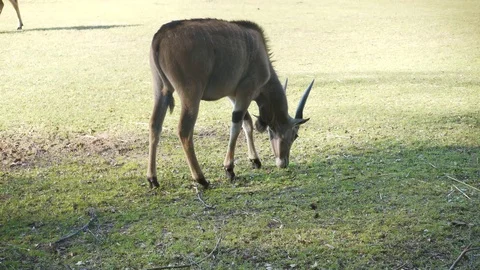 Wild animals in zoo Stock Footage 123442244
