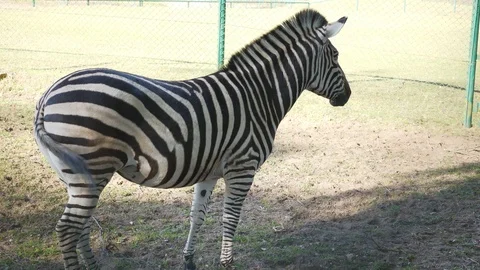 Wild animals in zoo Stock Footage 123442250