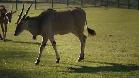 Wild animals in zoo Video stock 123442252