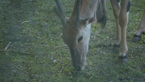 Wild animals in zoo Stock Footage 123442255
