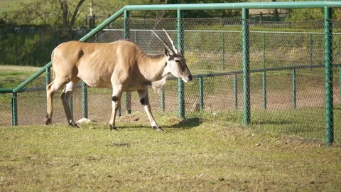 Wild animals in zoo Video stock 123442264