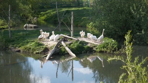 Wild animals in zoo Stock Footage 123442287