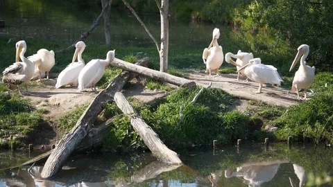 Wild animals in zoo Video stock 123442293