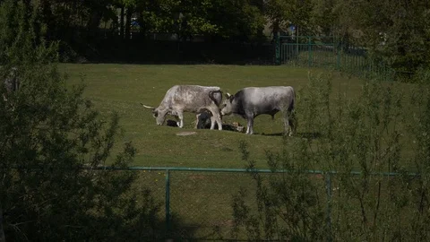 Wild animals in zoo Stock Footage 123442300