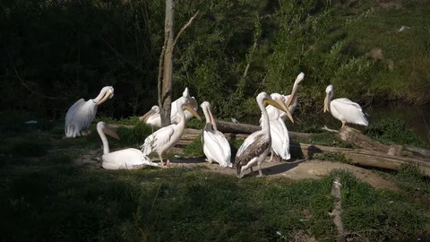 Wild animals in zoo Stock Footage 123442305