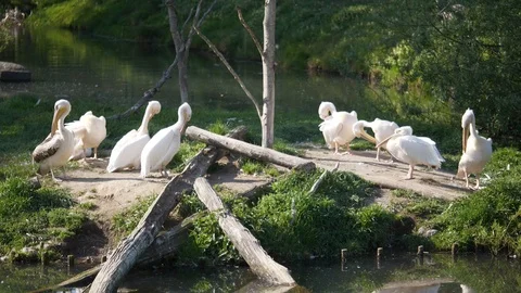 Wild animals in zoo Video stock 123442308