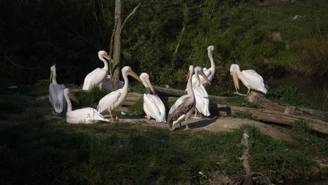 Wild animals in zoo Stock Footage 123442312