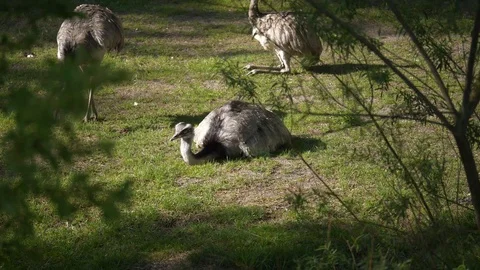Wild animals in zoo Stock Footage 123442314