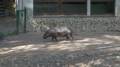 Wild animals in zoo Video stock 123442319